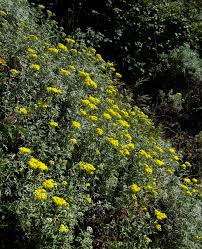 Image result for Scolopia stolzii