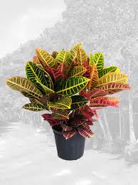 Healthy, mature plants · fedex direct to your home Plants Palm Trees For Sale 631 714 7256 Island Wide Palm Trees