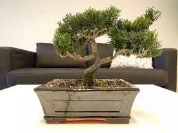 Here are 3 possible meanings. What Does A Bonsai Tree Symbolize Grow Your Bonsai