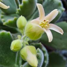 Image result for Cotyledon barbeyi