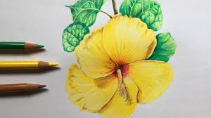 Hibiscus Flower Drawing In Color Pencils Flower Drawing Step By Step Youtube Today we're learning how to draw a hibiscus flower! hibiscus flower drawing in color pencils flower drawing step by step