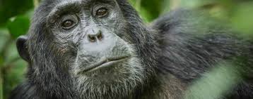 Kyambura gorge - queen Elizabeth national park uganda