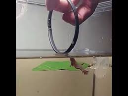 Betta Jumping Through Hoop Youtube In 2020 With Images Betta Betta Fish Hoops