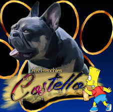 (we are located in orlando, florida). Orlando French Bulldog Home Facebook