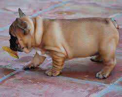 Red Fawn French Bulldog Puppy Wrinkles Fawn French Bulldog Frenchie Bulldog French Bulldog