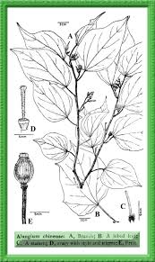 Image result for Alangium chinense