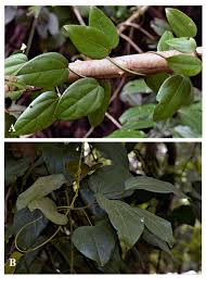 Image result for Menispermaceae