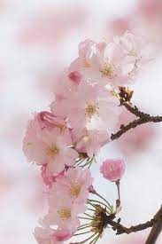 Living A Simple And Blessed Life Flower Anatomy Very Beautiful Flowers Beautiful Flowers