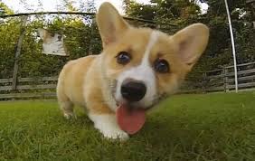 You can take any video, trim the best part, combine with other videos, add soundtrack. Corgi Puppies Running In Slow Mo Will Make Your Day Corgi Cute Corgi Puppies