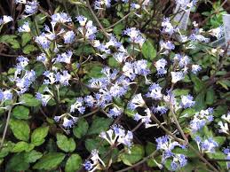 Image result for Sanicula