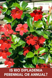 Image result for dipladenie hybrida rio obrázek