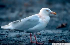 Image result for Glinus hirtus