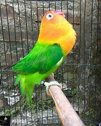 Racikan pakan lovebird betina dewasa single fighter. Cara Membuat Ramuan Herbal Tradisional Lovebird Ngekek Panjang