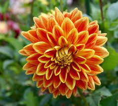Pin On Favorite Dahlias