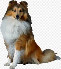 Sheltie border collie mix feeding. Shetland Sheepdog Old English Sheepdog Rough Collie German Shepherd Border Collie Png 1893x2126px Shetland Sheepdog Animal