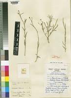 Image result for Limeum pterocarpum