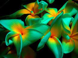 Pin On Flowers