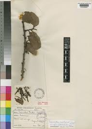 Image result for Agelanthus fuellebornii