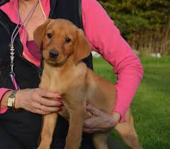 Located in massachusetts one hour south of boston and twenty minutes from cape cod, our home is situated on seven peaceful acres of land set back about. True Fox Red Labrador Puppies Countryways Gundogs International Gundog Trainer Breeder