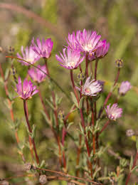 Image result for Corbichonia decumbens
