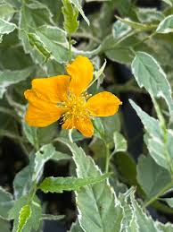 Image result for Kerria japonica