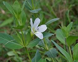 Image result for Barleria crossandriformis