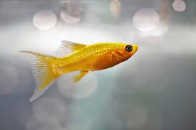 These would roll by very quickly. 15 Fin Tastic Facts About The Molly Fish For Kids