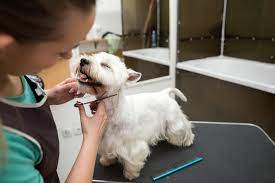 Let us help you expand your horizons! Learn How To Get Dog Groomer Certification