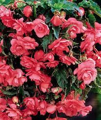 Begonia Pendula Group Pink Giant Begonia Tuber Hanging Flower Baskets Hanging Baskets Begonia