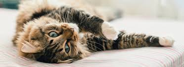 Here S What It Means When Your Cat Rubs Against Your Feet 49 Other Strange Cat Behaviors Cat Behavior Cat Behavior Facts Tabby Cat