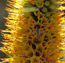 Image result for Aloe spicata