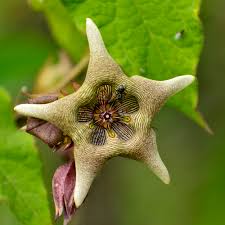 Image result for Cyathula natalensis