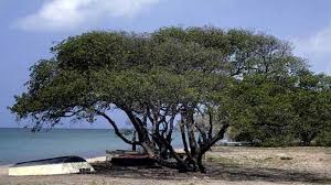 If you had not violated the law, you wouldn't have found the evidence, and so you wouldn't have followed whatever investigative path was triggered by the finding of that evidence. World S Most Dangerous Tree Touch It And You Will Die