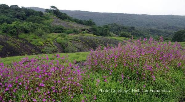 Sanjay Gandhi National Park-Borivali National Park