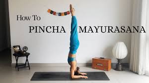 Feathered peacock pose (forearm stand) prasarita padottanasana: Pincha Mayurasana Tutorial Warm Up Drills Alignment Tips Youtube