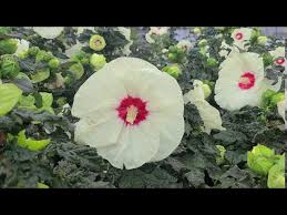 Low maintenance and easy to grow. Hibiscus French Vanilla Outstanding Proven Winners Native Perennial With Huge Creamy Flowers Youtube