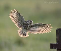 Bird That Sounds Like An Owl In The Morning Little Owl Owl Baby Owls Animals