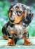 Cream Long Haired Mini Dachshund