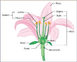 Nova The Reproductive Role Of Flowers Pbs Learningmedia Parts Of A Flower Pbs Learning Media Science Lesson Plans
