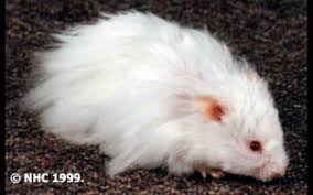 Are Black And White Syrian Hamsters Rare Albino Hamster Albino Animals Albino Hamster