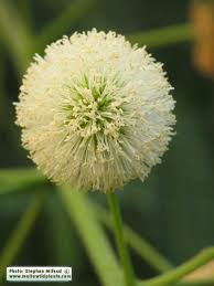 Image result for Leucas milanjiana