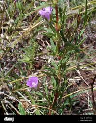 Image result for Monsonia angustifolia