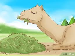Once there lived a camel and a jackal. How To Care For A Camel With Pictures Wikihow