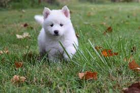 These puppies are f2 generation. Pomsky Shoal Creek Puppies Pomsky Pomsky Breeders Pomsky Puppies