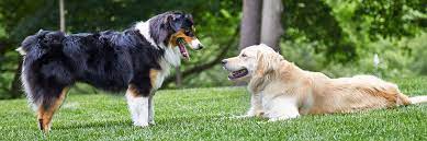 In addition, we can also assist current owners of other brands of pet fences, including invisible fence®, petstop®, dog guard®, petsafe®, innotek®, and others. Outdoor Hidden Fences Underground Dog Fencing Western Mi