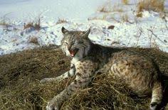 Bobcat Pictures Photos Images Of Animals Science For Kids Bobcat Pictures Wild Cat Species Wild Cats