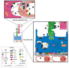 Complete family eye care is open during regular business hours in accordance with cdc and texas optometry board guidelines. Cells Free Full Text From Rust To Quantum Biology The Role Of Iron In Retina Physiopathology Html