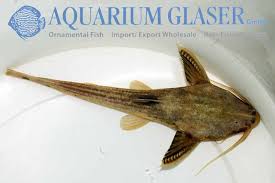 Image result for Lepturus