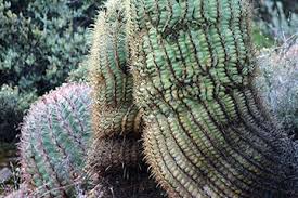 Fishhook barrel cactus, twisted barrel cactus. Cacti Desert Succulents Tonto National Monument U S National Park Service