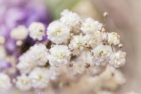 Check spelling or type a new query. Baby Breath Flowers Everlasting And Undying Love Including Family Platonic And Rom Babys Breath Bouquet Wedding Flower Meanings Wedding Bouquet Arrangements
